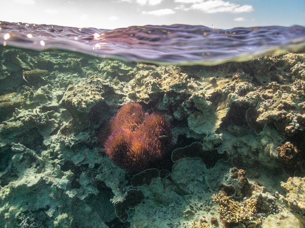 Struggle for survival at Lady Musgrave