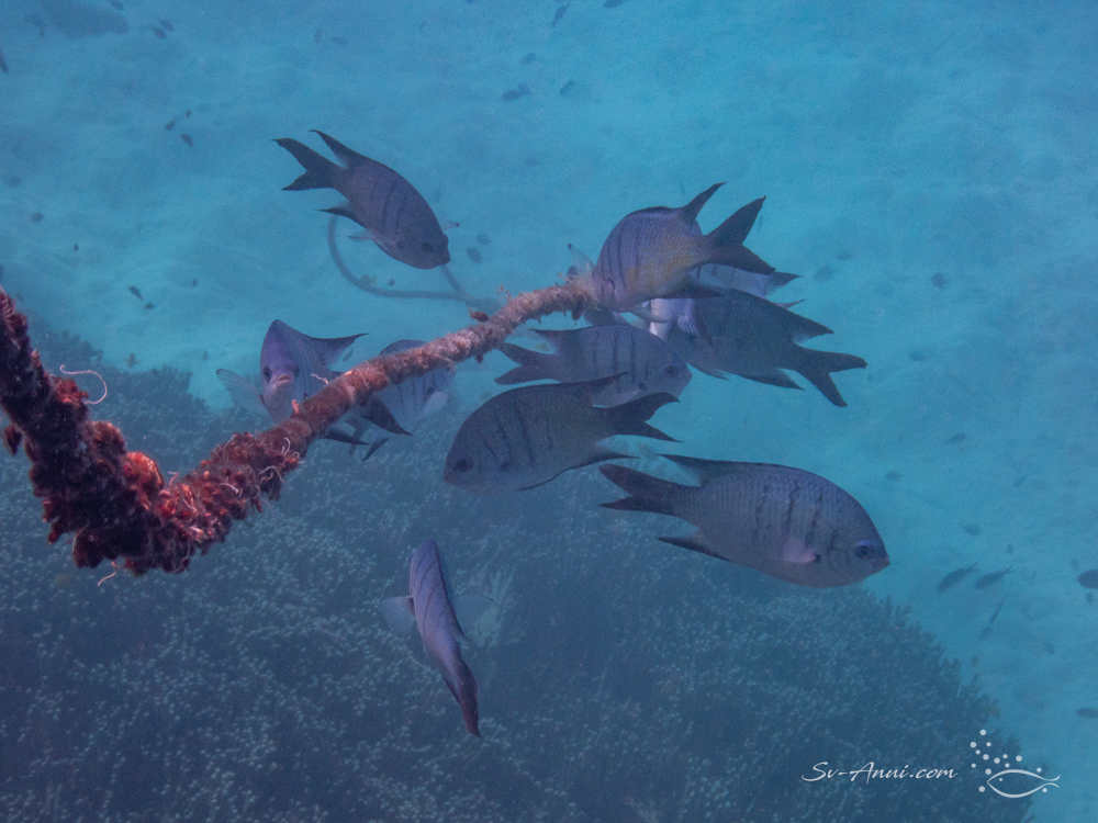 Mooring line at Lady Musgrave