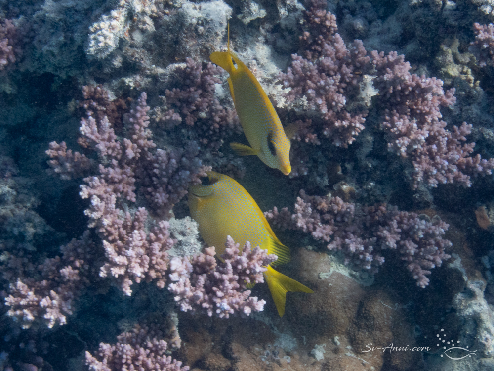 Coral Rabbitfish at Lady Musgrave