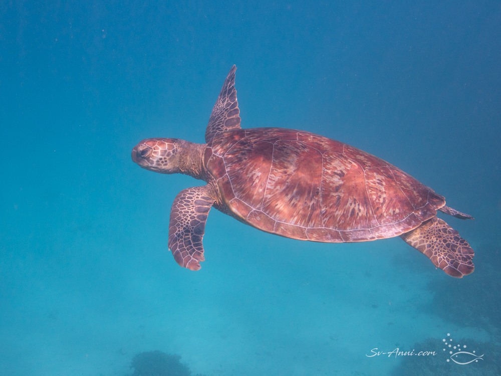 Green Sea Turtle at Lady Musgrave