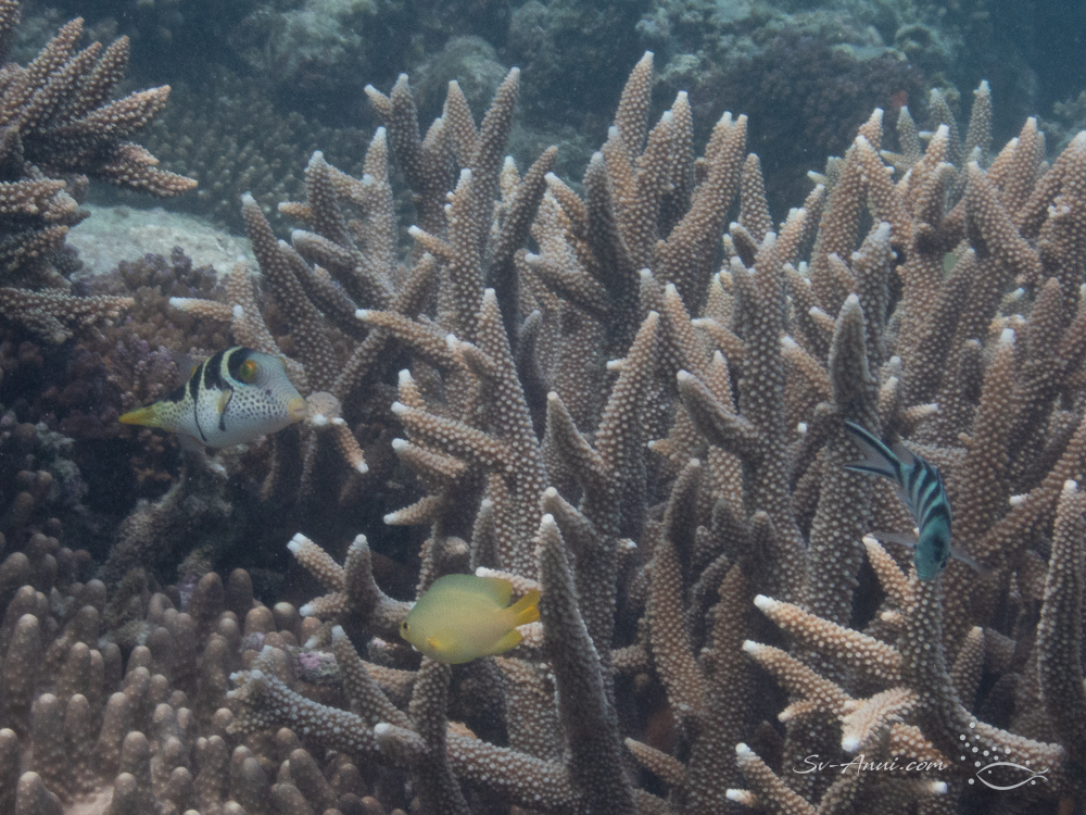 Blacksaddle Filefish at Mast Head Island
