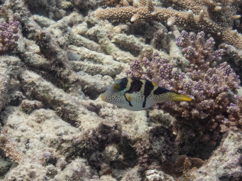 Blacksaddle filefish at Mast Head Reef