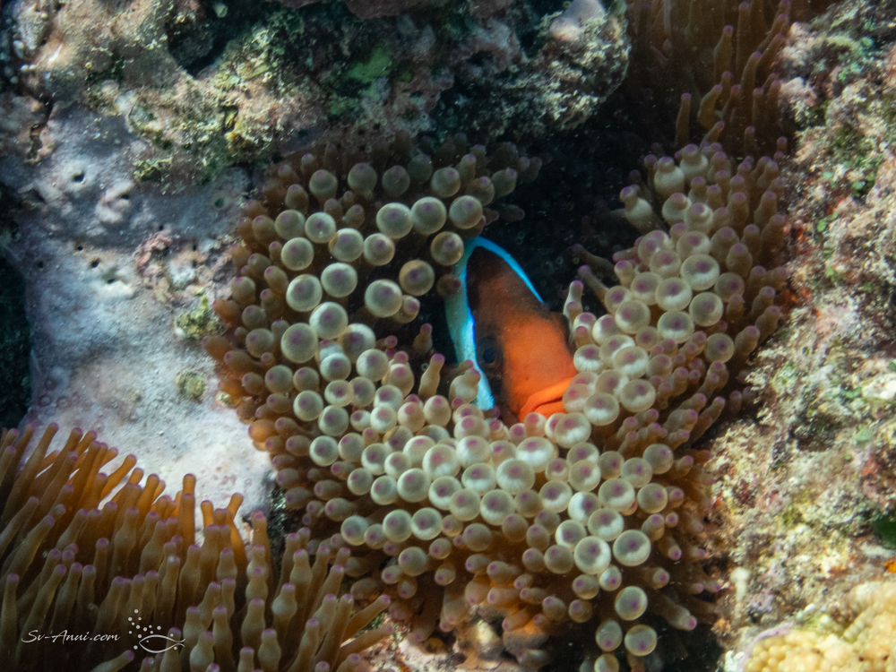 Blackback Anemonefish