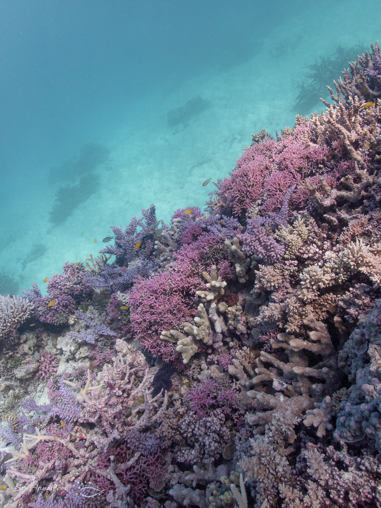 Healthy Reef at Isobel Bennett