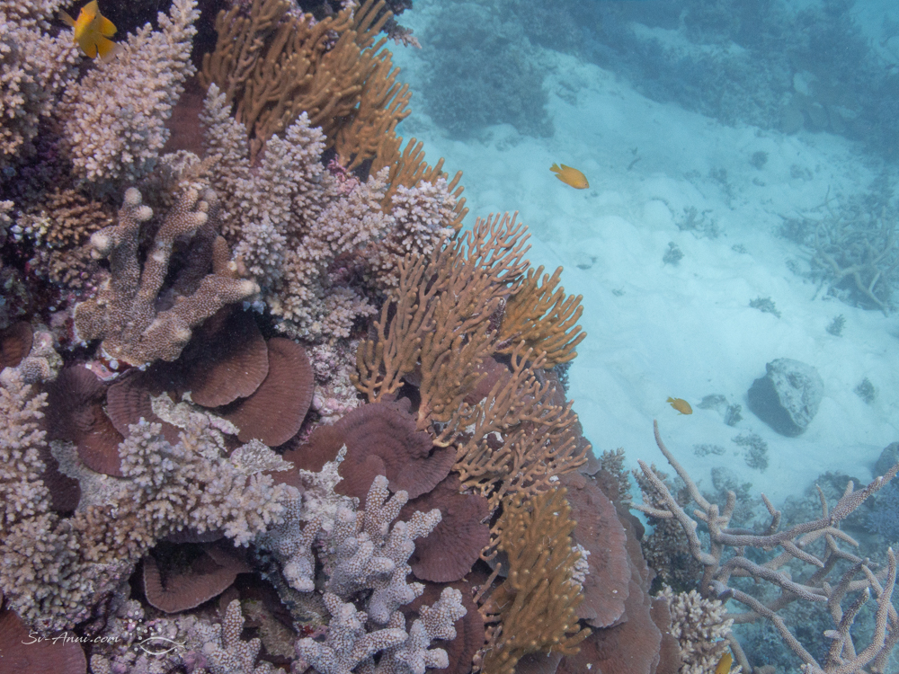 Healthy hard and soft coral at Isobel Bennett