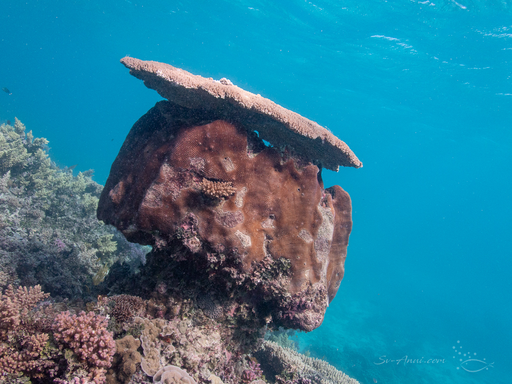 Competition between coral species
