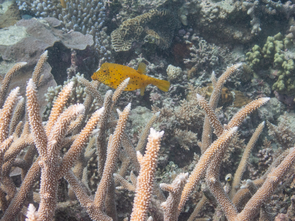Yellow Boxfish