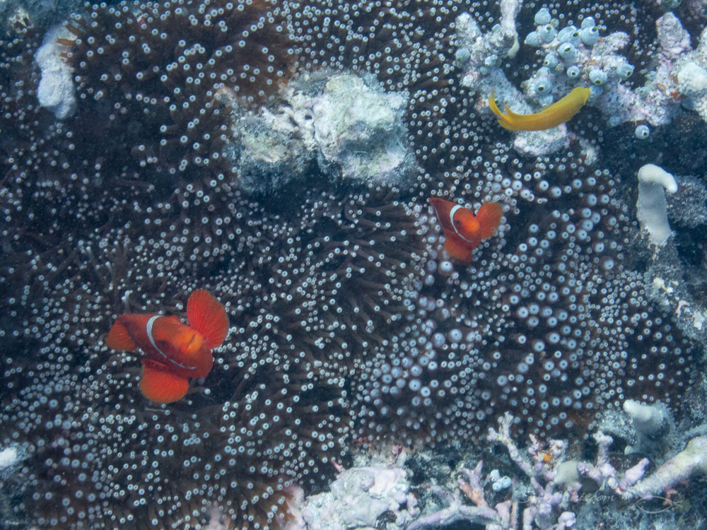 Spike Cheek Anemonefish at Isobel Bennett