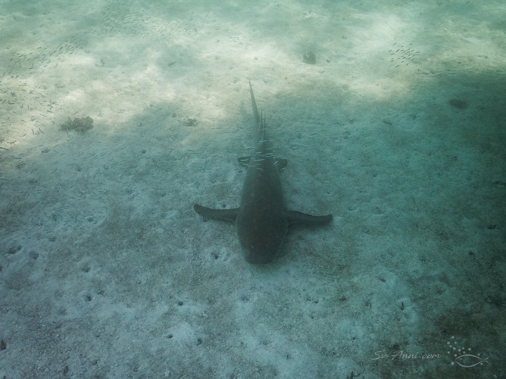 Tawny Nurse Shark at Isobel Bennett