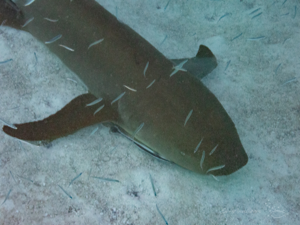 Tawny Nurse Shark at Isobel Bennett