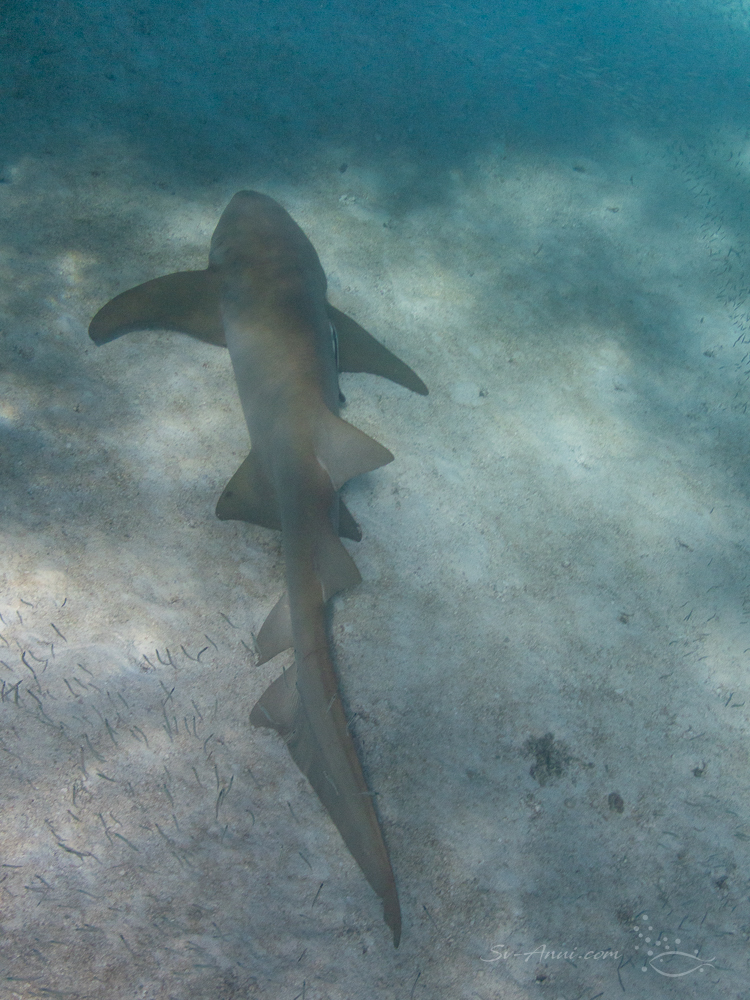 Tawny Nurse Shark at Isobel Bennett