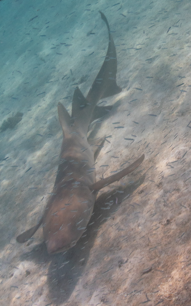 Tawny Nurse Shark at Isobel Bennett