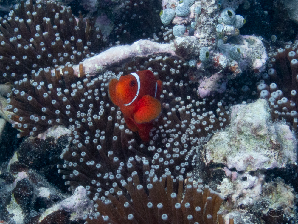 Spike Cheek Anemonefish at Isobel Bennett