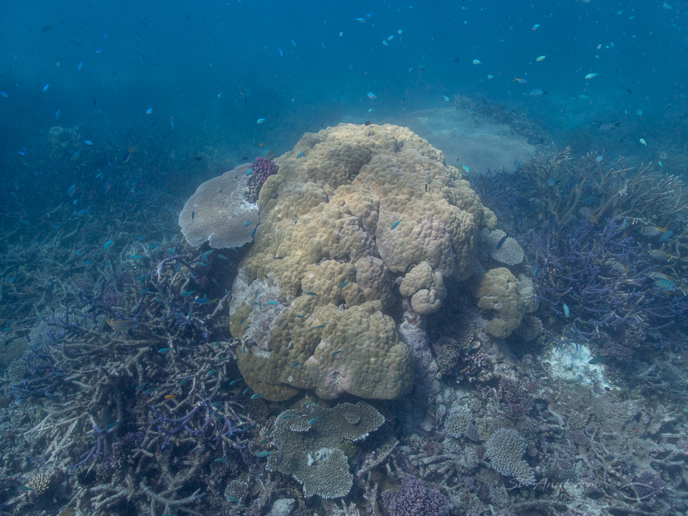 Porites at Isobel Bennett