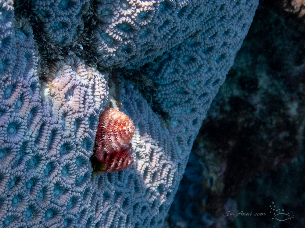 Christmas Tree Worm