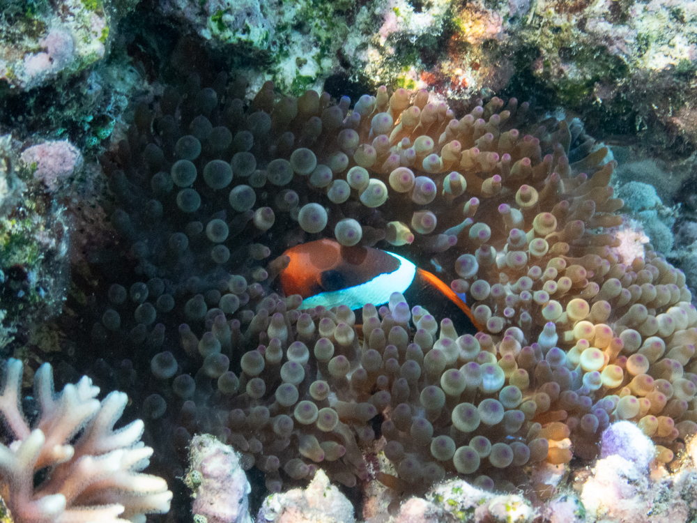 Black back Anemonefish at Isobel Bennett