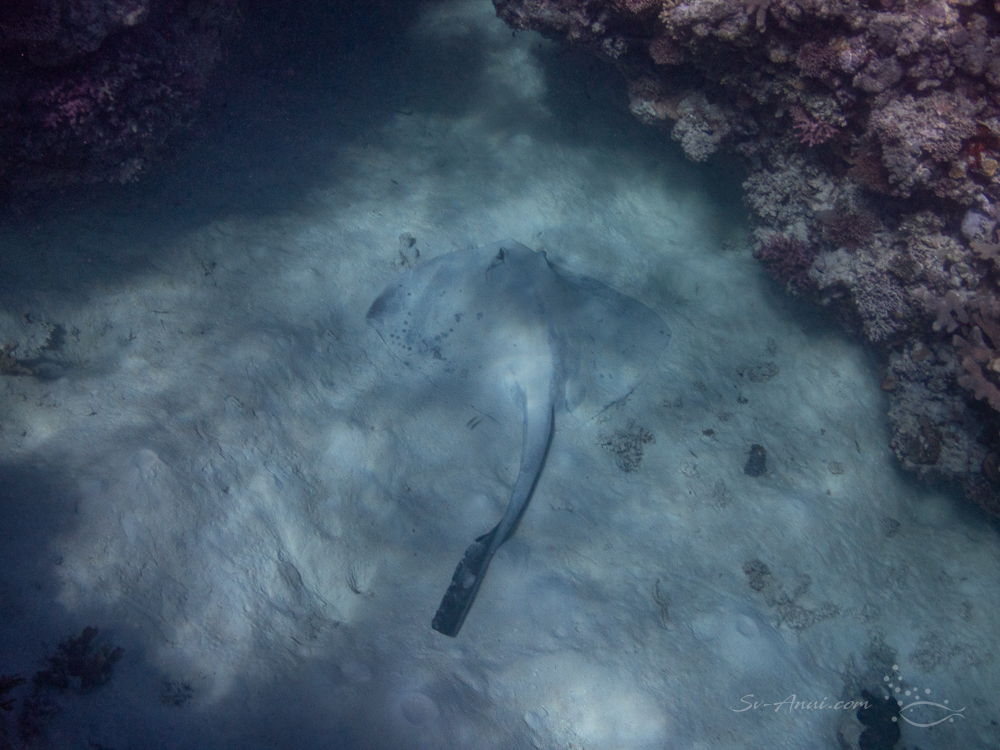 Cowtail Ray at Isobel Bennett