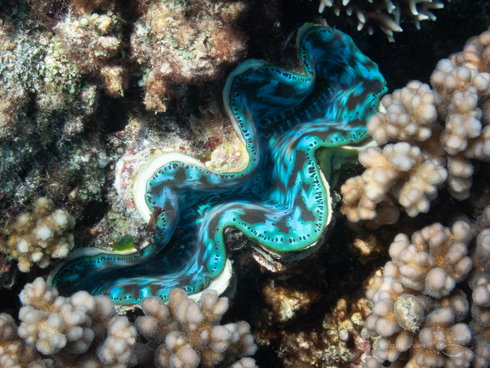 Giant Clam