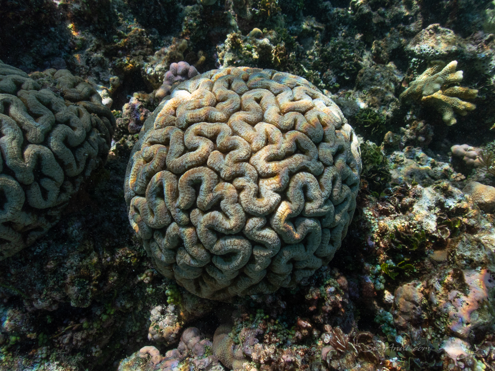 Lobophyllia at Isobel Bennett