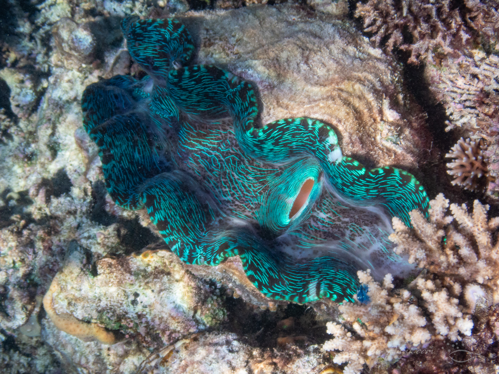 Giant Clam