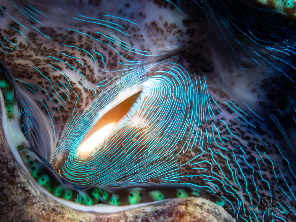 Giant Clam Close up