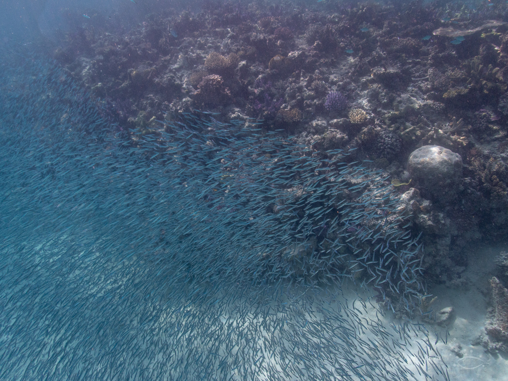 Bait Ball at Mervs Reef