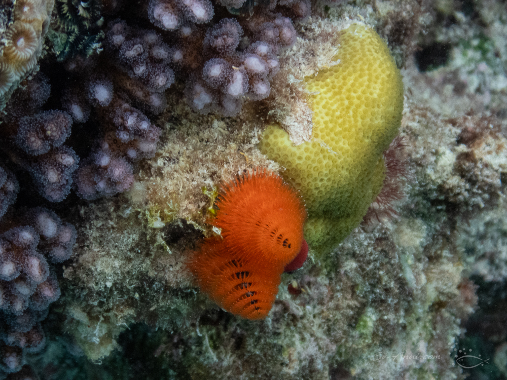 Christmas Tree Worm