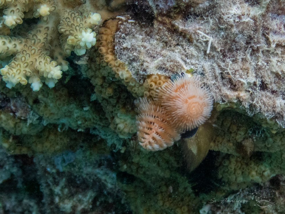 Christmas Tree Worm