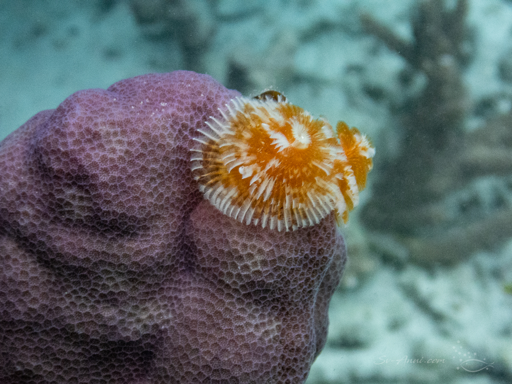 Christmas Tree Worm