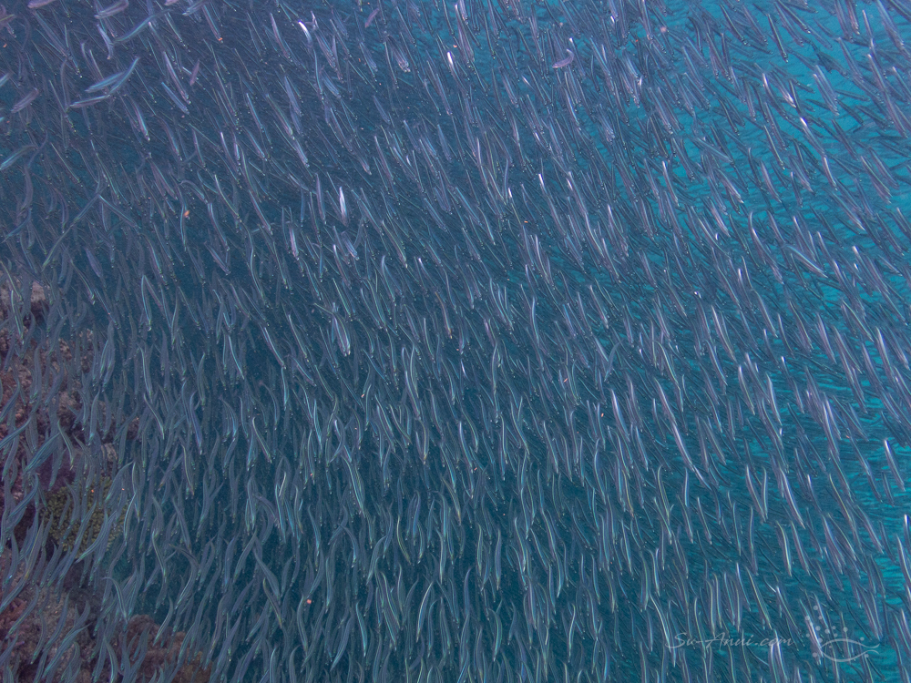 Bait Ball at Mervs Reef