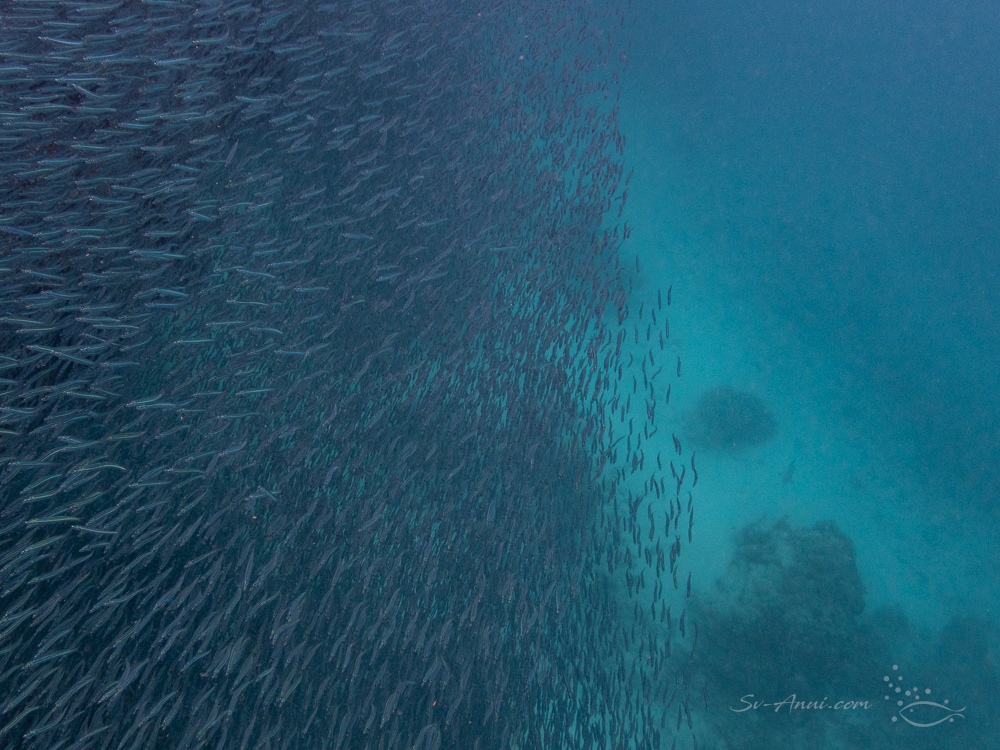 Bait balls at Mervs Reef