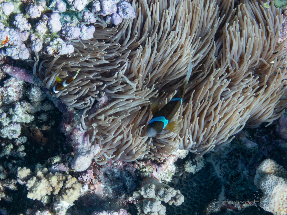 Orangefin anemonefish at Boult Reef