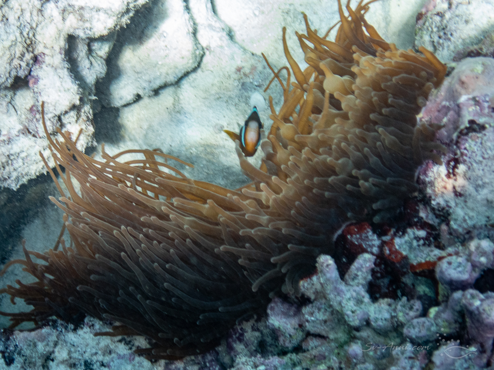 Orangfin Anemonefish at Boult Reef