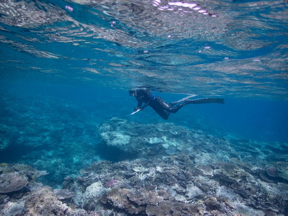 Rapid Reef Monitoring Survey in action
