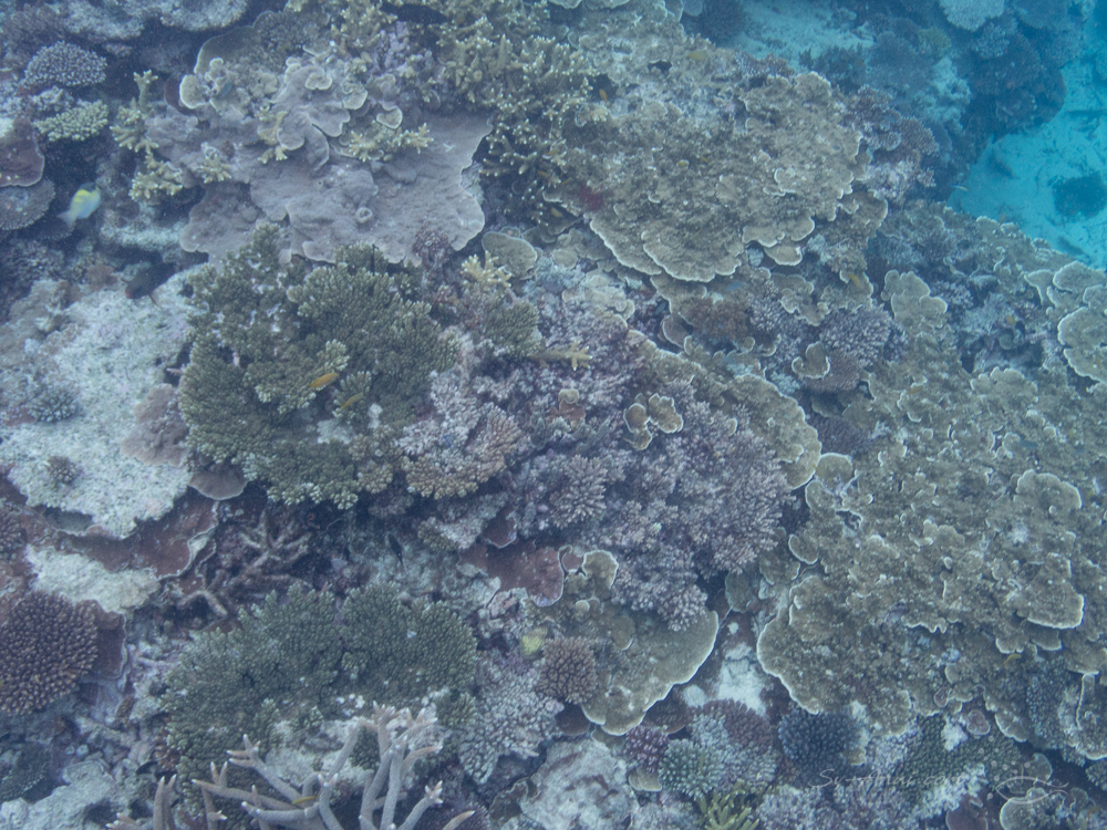 Wistari NW reef crest