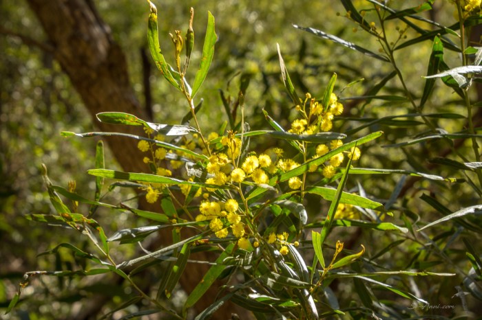 Wattle