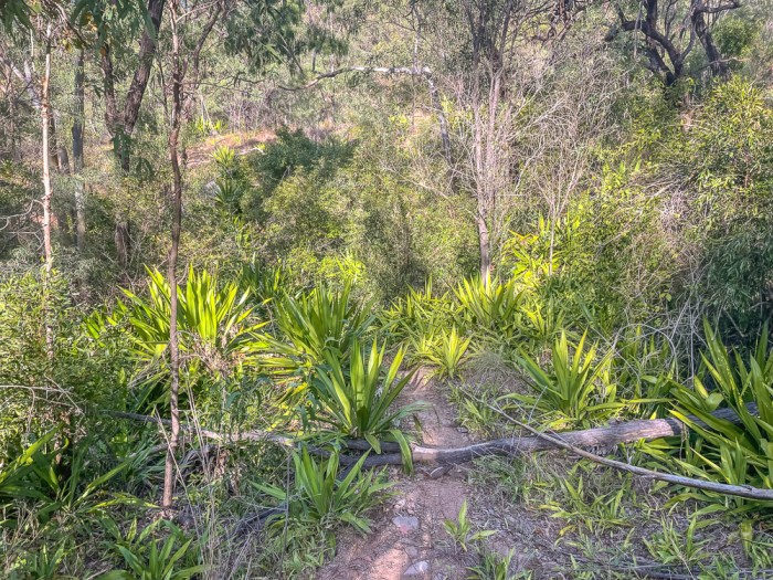 Aloe at Mt Larcom