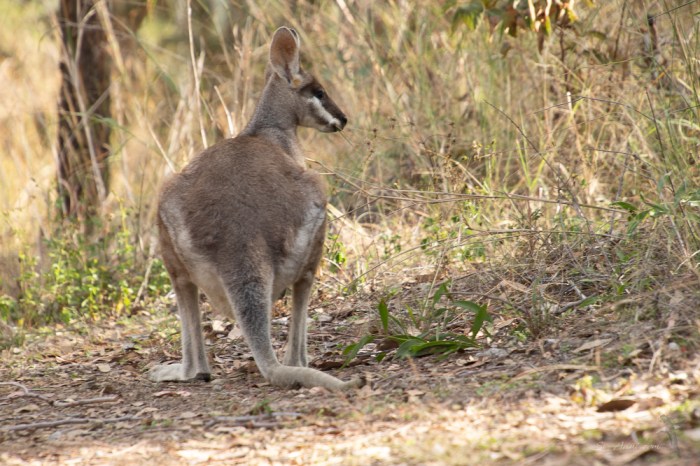 Swamp Wallaby