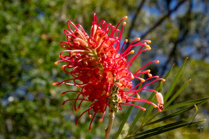 Grevillea