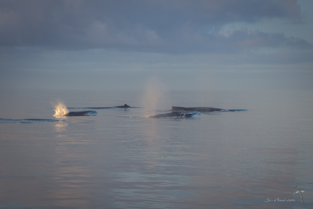 whales at Rooney Point