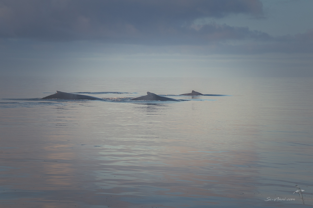 Whales at Rooney Point