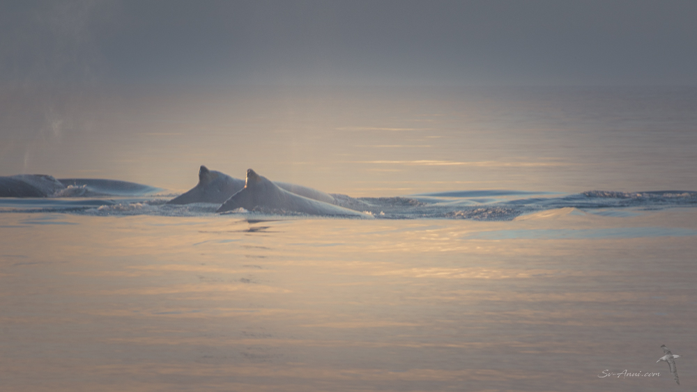 Whales at Rooney Point
