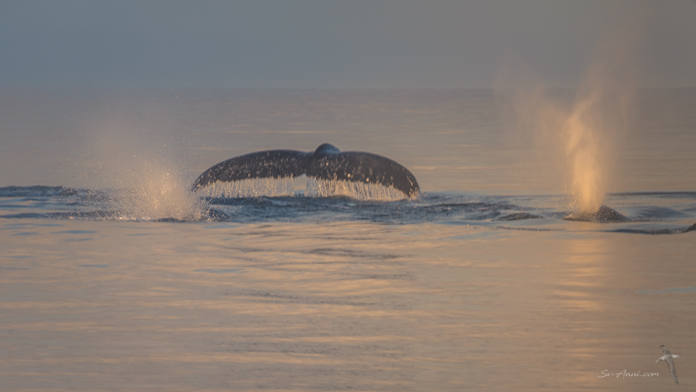 Whales at Rooney Point