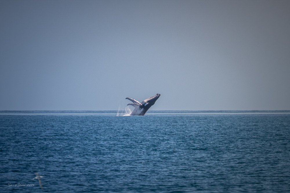 Breaching whale at K'gari
