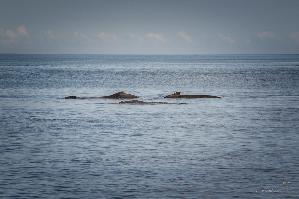 Whales at Rooney Point
