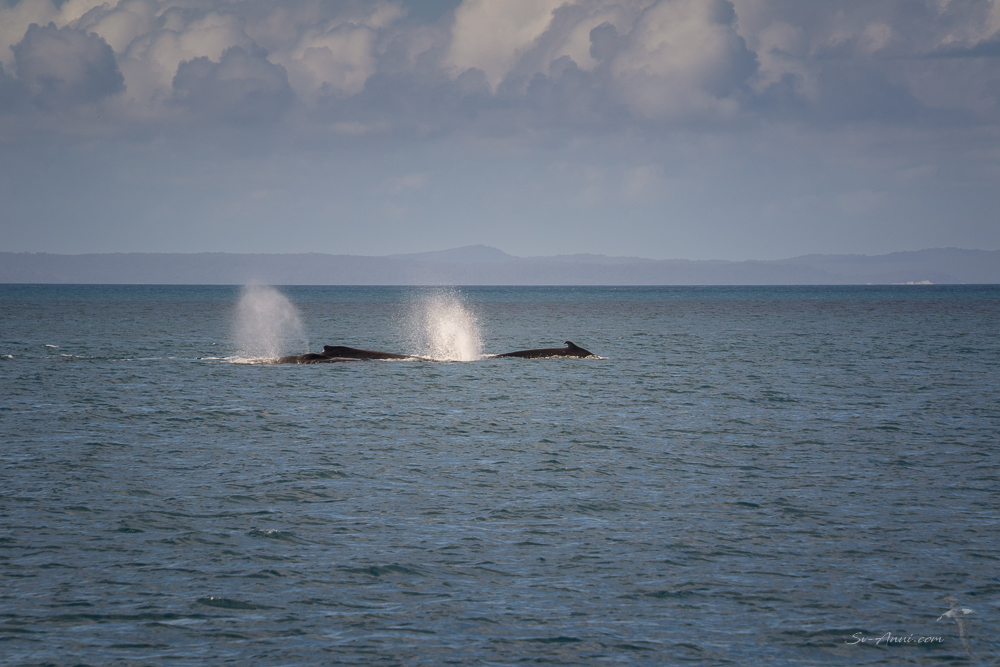 Whales at Rooney Point