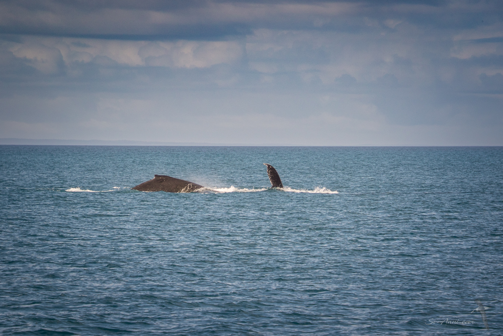 Whales at Rooney Point