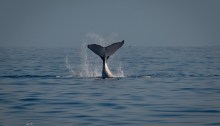 Whale tail slaps