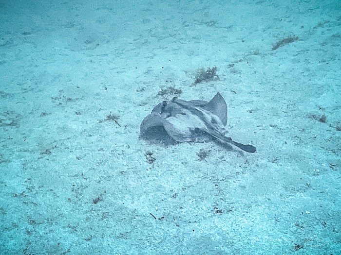 Stingaree, Jervis Bay