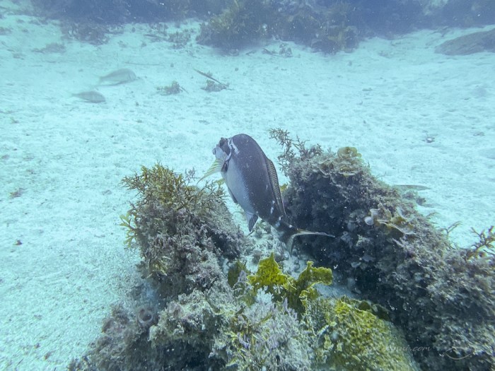 Red Morwong, Jervis Bay